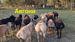 картинка: Кучкорбарахои зоти Авгони фуруши арзон.  Ватсап 907 30 60 40 .  Тел  206 90 91 91 