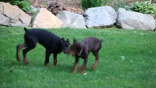 Doberman Pinscher Puppies for Sale