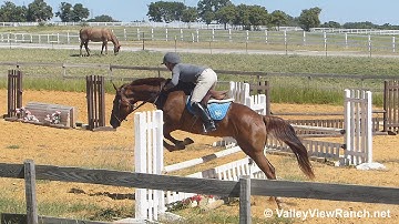 Brighton My Day RF - riding over fences #2 - Valley View Ranch