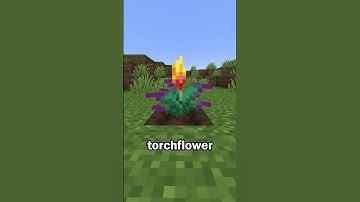New Torchflower Flower in Minecraft