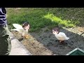 Subaru ducks get trapped  animal hololive