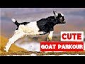 Greatest Baby Goat Jumping and Parkour Compilation!