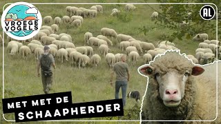 Schaapherders op de Utrechtse Heuvelrug | TV | Vroege Vogels