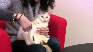 Alternatives to Declawing Cats:  How to Trim Cat Claws at Home by Ask the Cat Doctor 12,766 views 10 years ago 8 minutes, 9 seconds