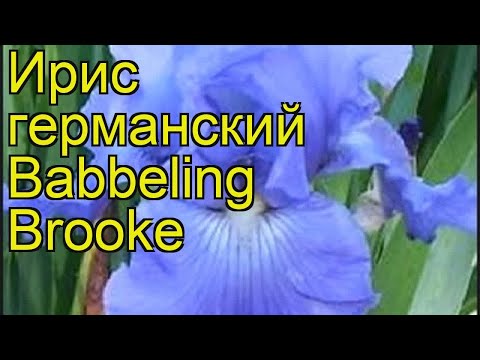 Ирис германский Баббелинг
