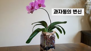 과자통을 이용한 호접란 분갈이/ 겨울에도 분갈이를 해야만 하는 이유