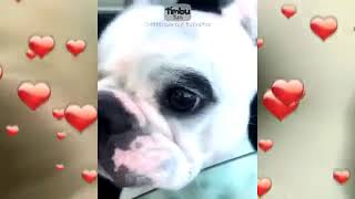 كلاب تغني chien chante 2 هههههههه