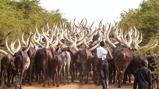 African Farmers Raise Millions Of Livestock This Way - African Farming