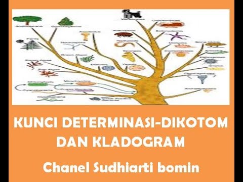 Video: Perbezaan Antara Cladogram Dan Kekunci Dikotom