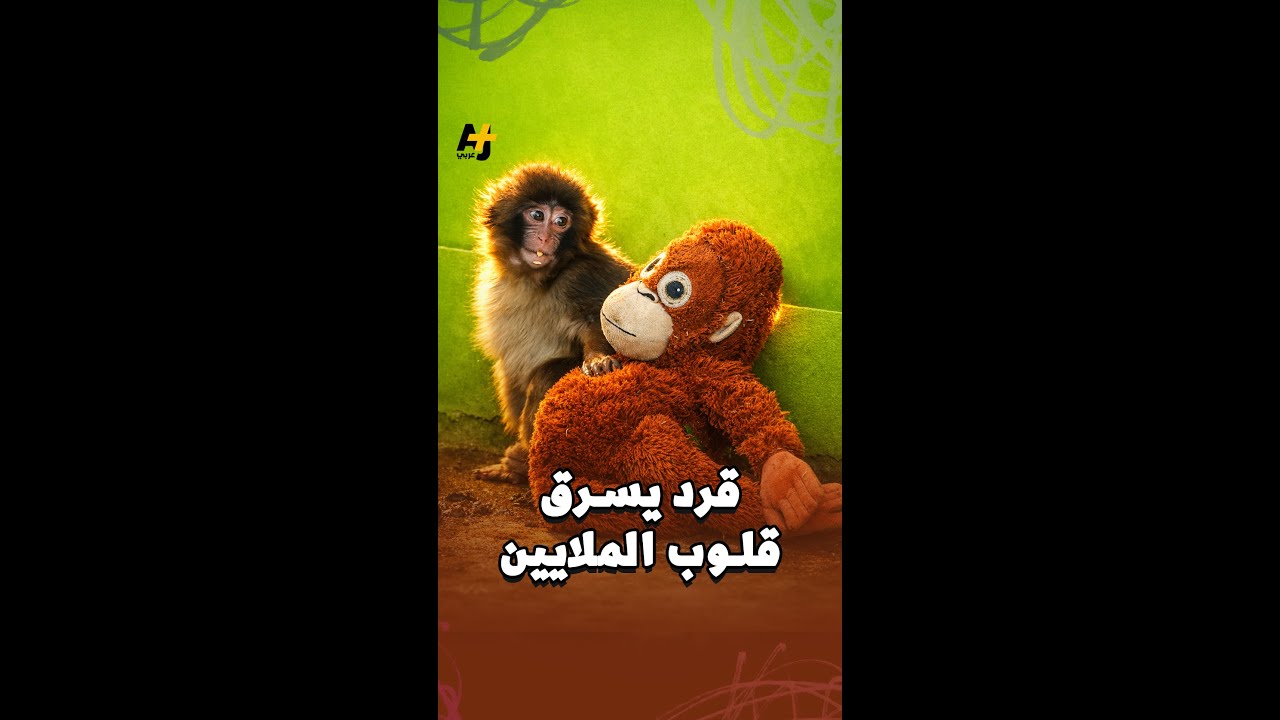 أثار تفاعلًا واسعاً.. قرد صغير يتعرض للضرب داخل حديقة في اليابان، فما قصته؟