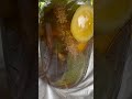 Herbal Tea