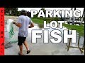 FISH in FLOODED PARKING LOT!