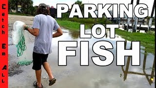 FISH in FLOODED PARKING LOT!