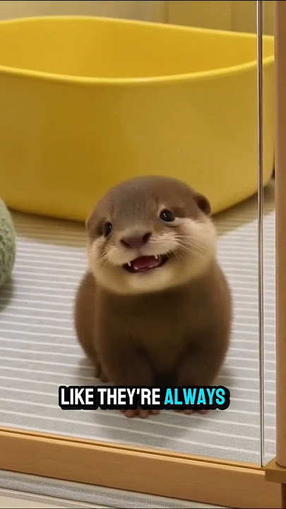 WILDLY CUTE Otters You’ll Instantly Fall In Love With