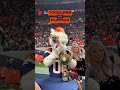 Nothing like toddler & puppy races ‼️#puppies #shorts #halftime #broncos