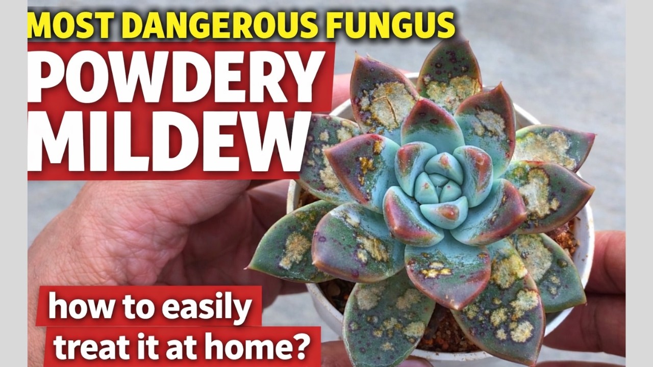 С этим смертельно опасным грибком, поражающим суккуленты, легко справиться.