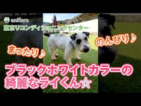 ジャック ラッセル テリア の 育て 方