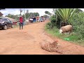 Mashaka Ya Kondoo Wa Mkamba 