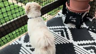 Bandit & I & talking about fasting. 