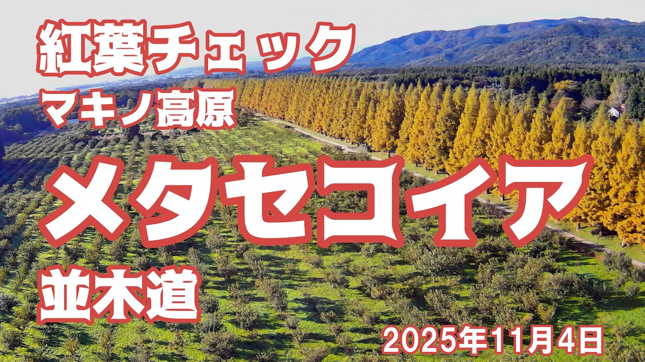 メタセコイア並木道　紅葉チェック　11月4日　マキノ高原メタセコイア並木道の紅葉具合を見に行ってみた。琵琶湖の蒸気霧も美しい。