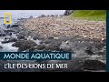 L&#39;île Triangle, paradis des lions de mer