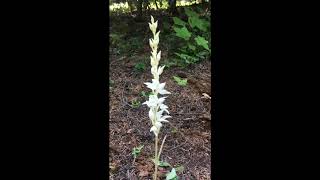 Plant ID Mini-Series Episode 12: Phantom Orchid