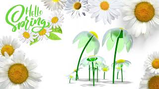Full Hello Spring! Flowers for you. News