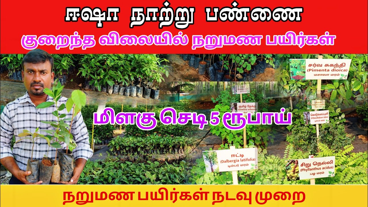 தமிழ்நாட்டிலே வேறு எங்கும் இல்லாத அளவிற்கு நறுமண பயிர்கள் குறைந்த விலையில்🌱Pepper, avacado, spices 