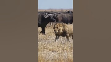 ابداع الشيخ ياسر الدوسري قران كريم #art #اكسبلور