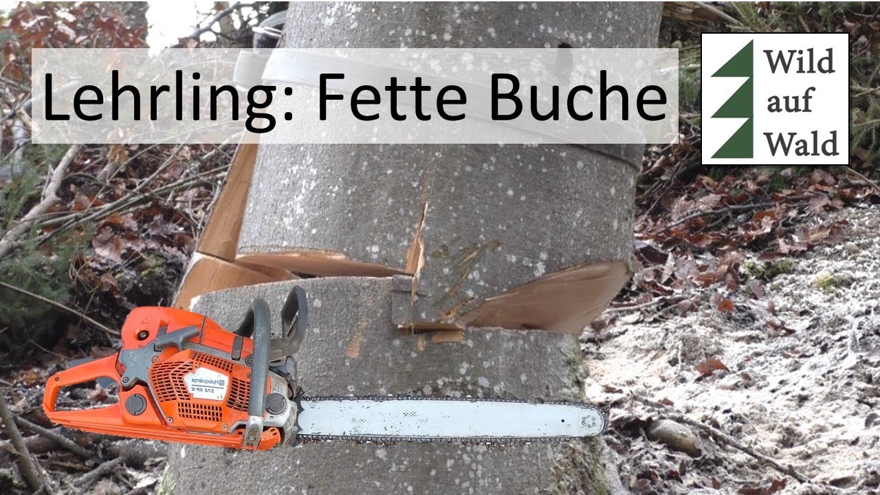 XXL Eiche fällen mit 50cm Schwert, 1,3m BHD, dicker Baum, Starkholz