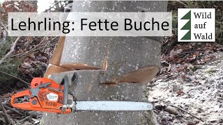 🌲Fällung: Dickste Buche meiner Lehrzeit - mit Husqvarna 572 XPG