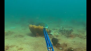 New PB!! Spearfishing in the Pilbara.