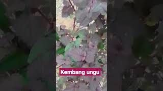 kembang #ungu #pohon ungu semua