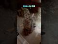 キジトラ猫つくしちゃんのこの頃