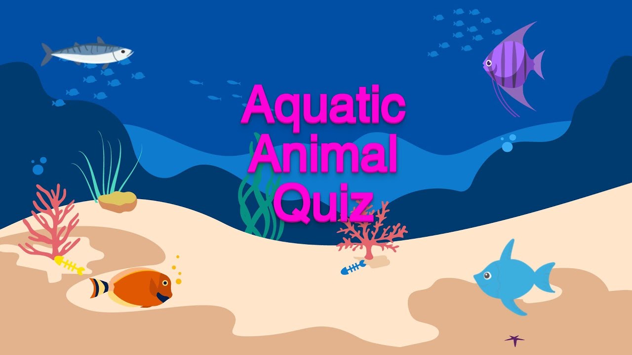 Aquatic Animals Quiz Funledge YouTube