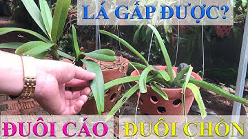 Phân biệt Đuôi Chồn với Đuôi Cáo - Những chi tiết cực dễ nhận biết