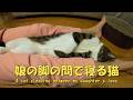 娘の股の間で寝る猫 相当気持ちいいのか?警戒心がありません 暴れ猫/保護猫ハナ♂