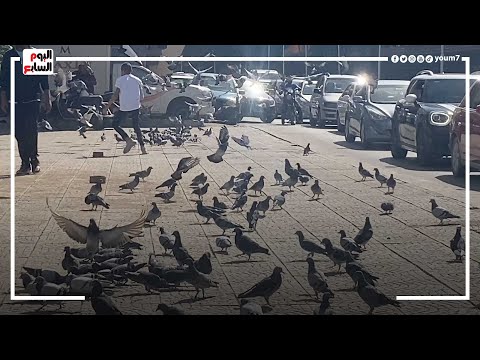 سبحان الله مشهد أوروبى على كورنيش النيل تجمع عشرات الحمام بين الناس 