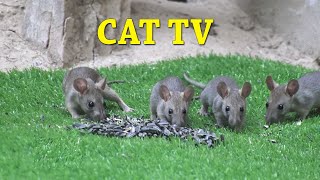 Mouse For Cats To Watch - Cat Tv - Mouse Entertainment  - 10 Hours Video for Cats