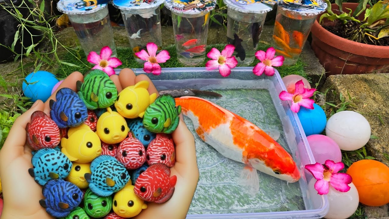 Unboxing dan Tangkap Ikan Cupang Hias, Ikan Koki, Ikan Lele, Ikan Hias, Ikan Channa, Ikan Guppy, Koi