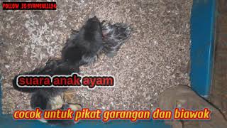 suara anak ayam pemancing biawak dan garangan