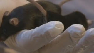 Bomb sniffing mice join fight against terrorism