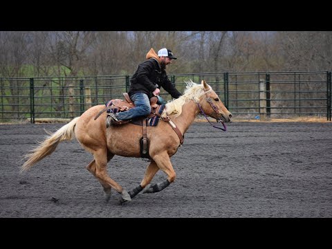 Horse running slow motion