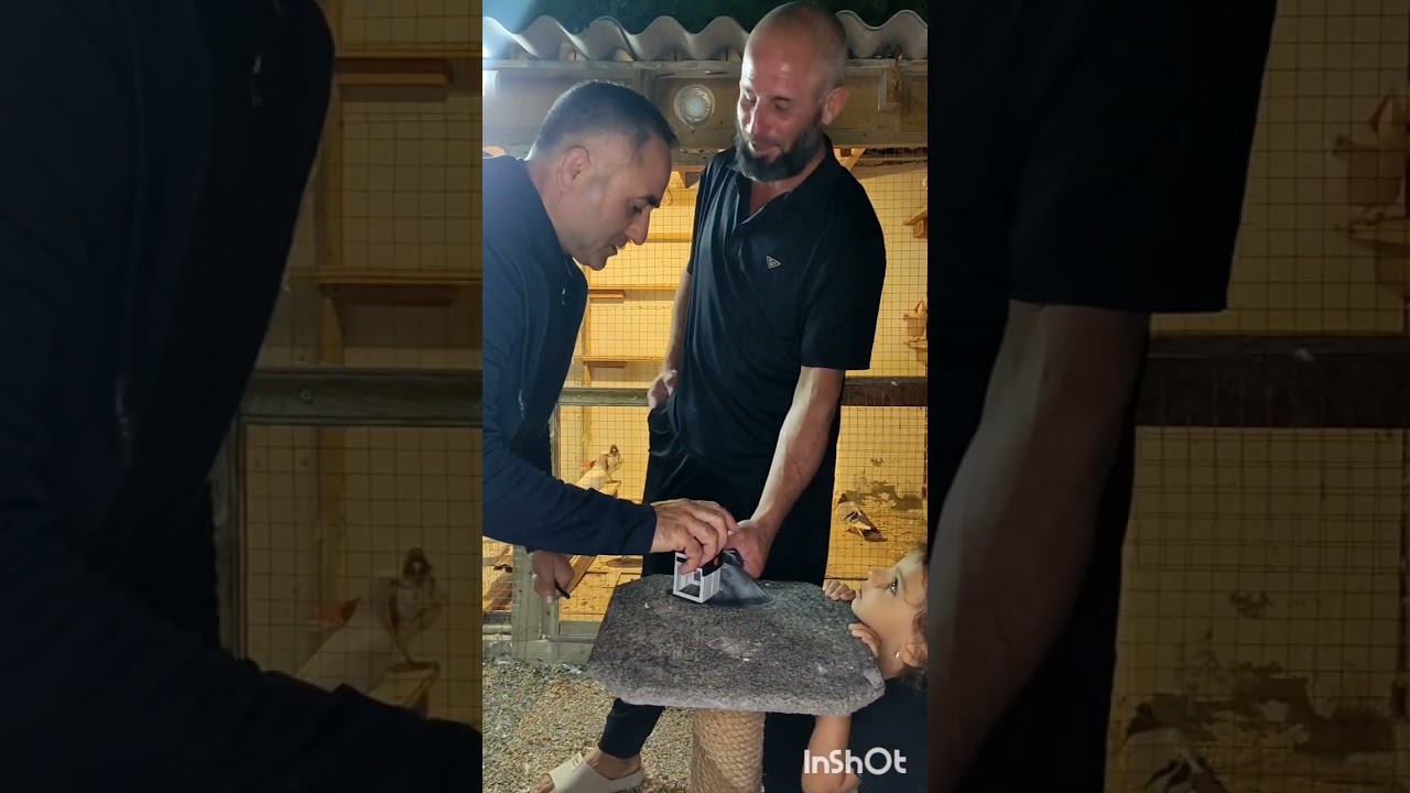 07.07.İYUL AYI 2025 Azərbaycan Göyərçin Fedarasiyasının iştirakcısı  Ceyhun Novxanılı