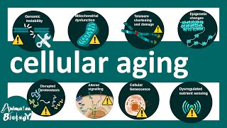 Cellular aging | Cellular Aging and Genomic Instability: Definition & Overview – Aging | USMLE step1