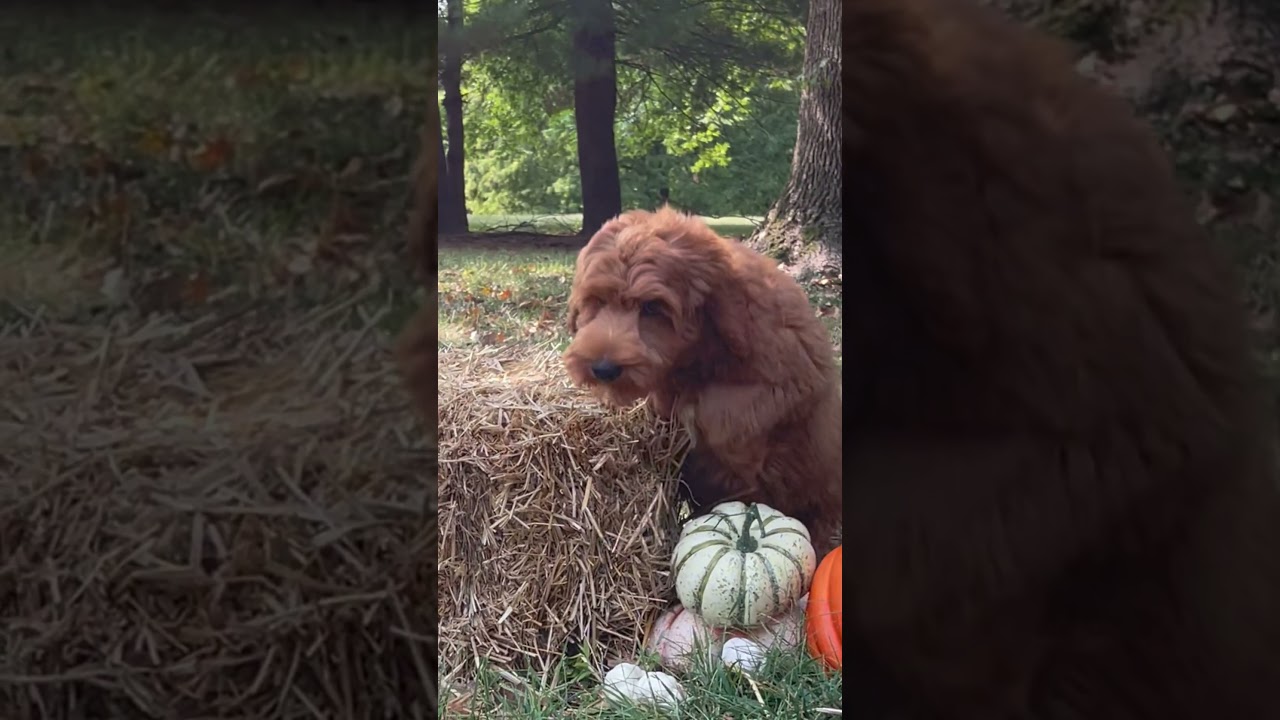 “Captain” is ready to join your FALL ADVENTURES at Archview Labradoodles!!