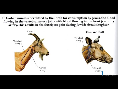 Torah, Ilmu Pengetahuan & Kebijaksanaan Kuno (Bagian 1)