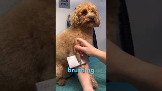 U DOIN IT RIGHT??? #lovemud #doglover #doggroomingtips #dogs #cockapoo #howtobrushyourdog