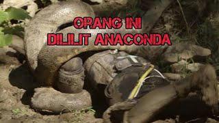INILAH 5 Fakta Anaconda yang Jarang diketahui orang lain!!!!!