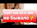 УРАЛОЧКА ЖРЕТ как НИ В ЧЁМ не БЫВАЛО! фюреры в засаде